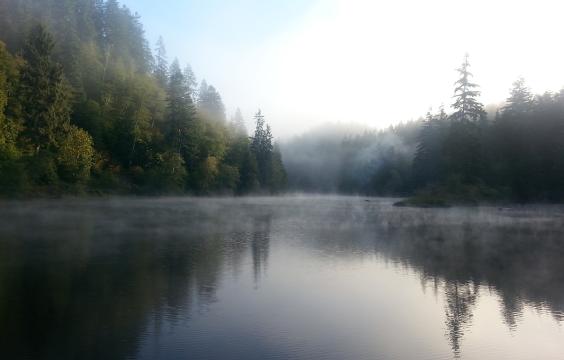A lake with trees and fog
